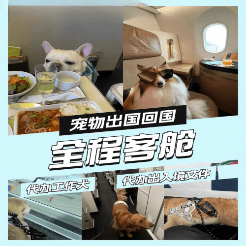 六盘水市宠物托运到白俄罗斯宠物入境规定和要求
